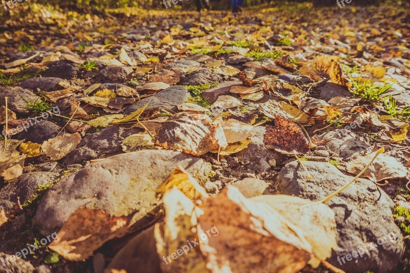 Autumn Leaves Road Nature Autumn Leaf