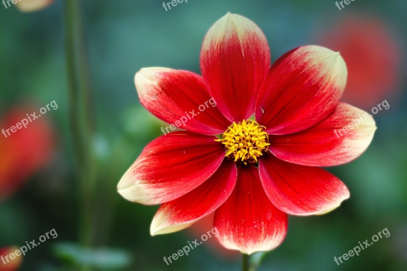 Dahlia Red Yellow Autumn Autumn Dahlias Dahlia Garden