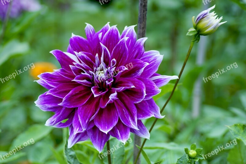 Dahlia Purple Pink Autumn Autumn Dahlias