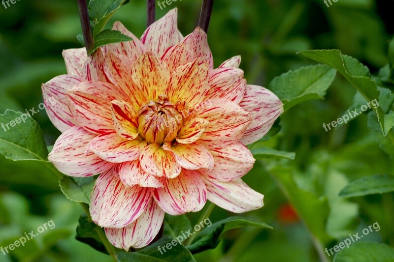 Dahlia Flamed Autumn Autumn Dahlias Dahlia Garden