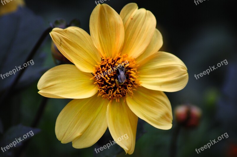 Dahlia Yellow Autumn Autumn Dahlias Dahlia Garden