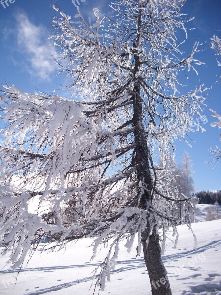 Snow Winter Cold Wintry Winter Tree