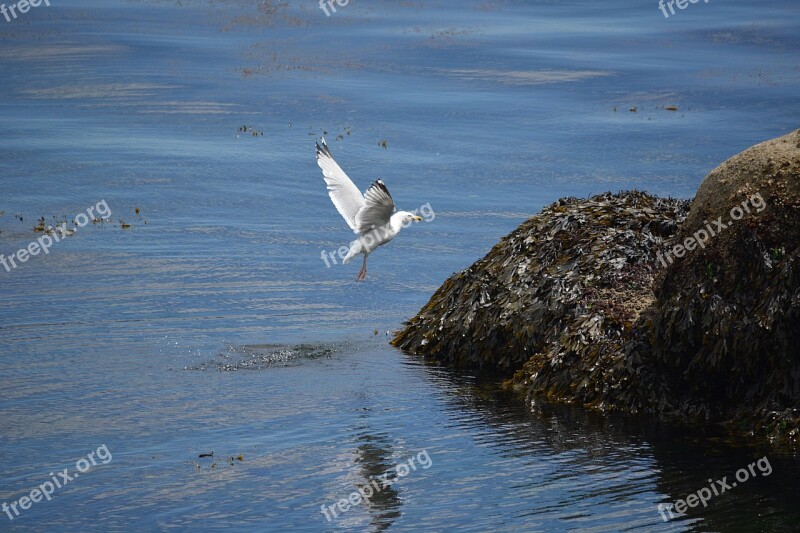 Gull Bird Fauna Seagull Rocks