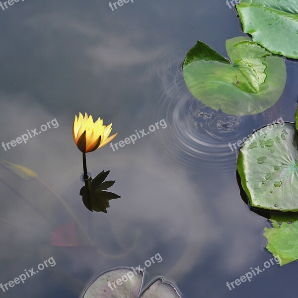 Lily Gun Cotton Lake The Park Tranquility