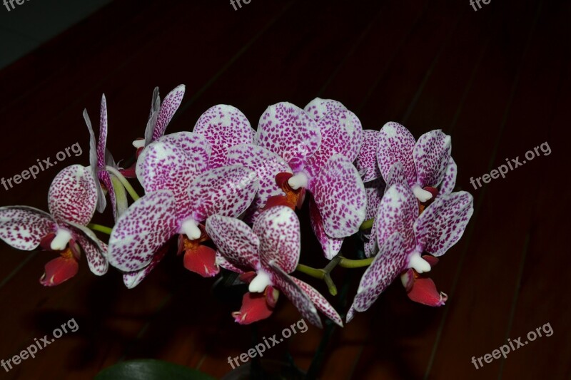 Orchid Flowers Purple Orchid Flower Orchid Pink