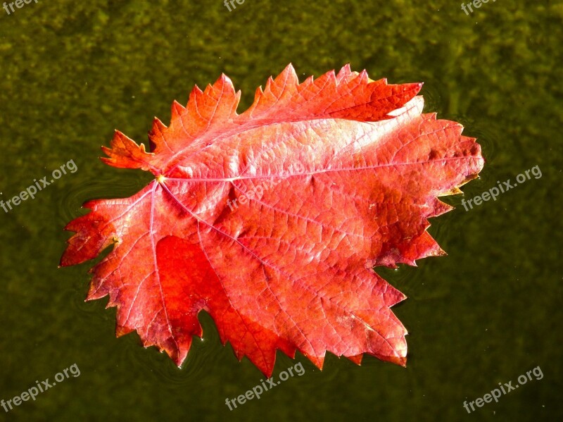 Leaf Red Leaf Vine Leaf Water Free Photos