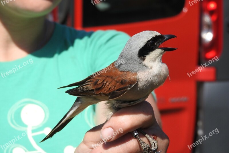 The Shrike Lanius Collurio Ornithology Singer Shrike General