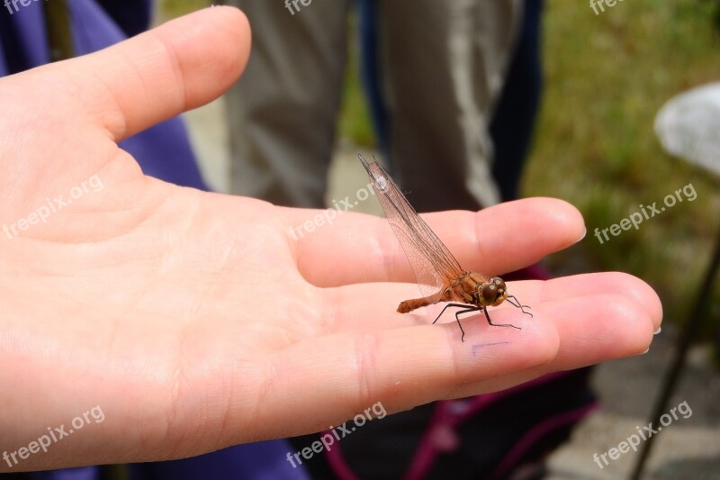 Dragonfly Insect In Your Hands Winged Insects Viscous