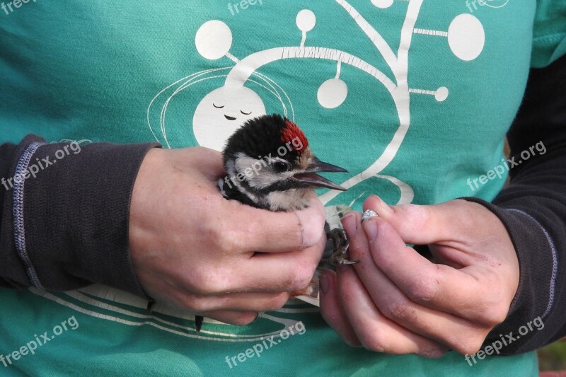 Ornithology Ringing Of Birds Science Spotted Ornithologist