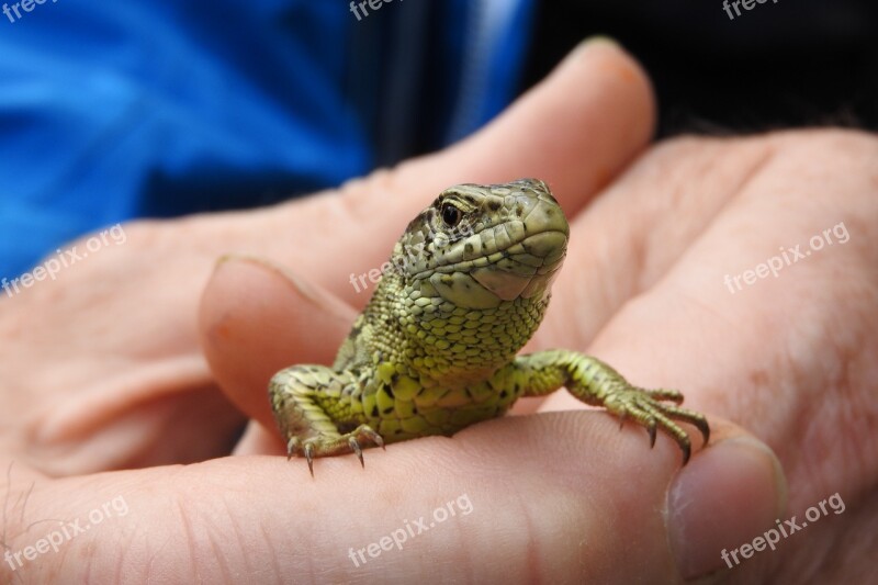 Lizard Male Lacerta Agilis General Reptile