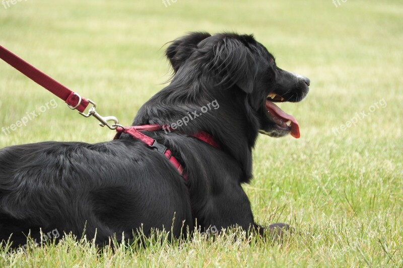 Dog Guide Harness Collie Black Dog