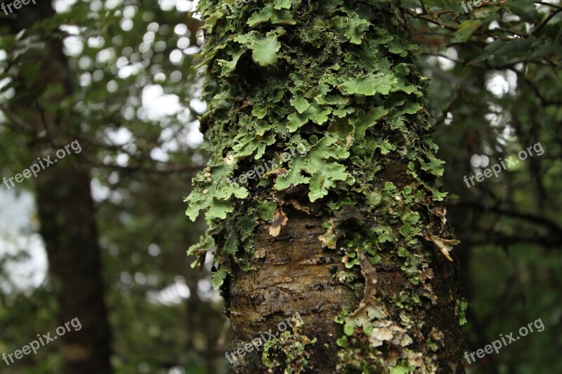 New Zealand Tree Wood Forest Moss Free Photos