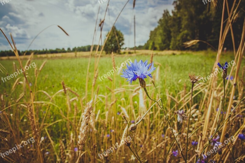 Knapweed Field Wild Flowers Blue Grass