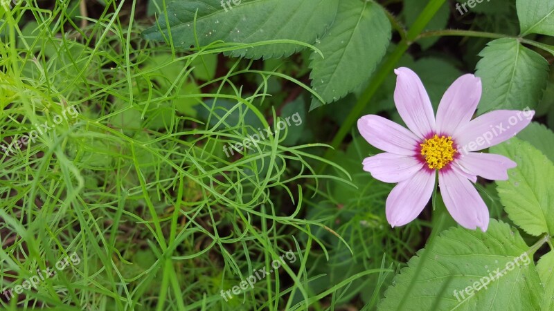 Pink Green Natural Grassland Flower