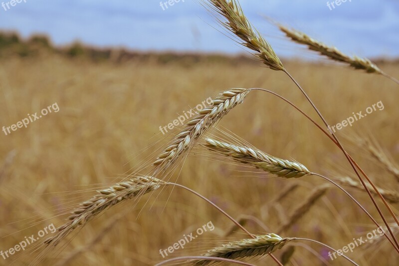 Rye Field Spikes Harvest Mature