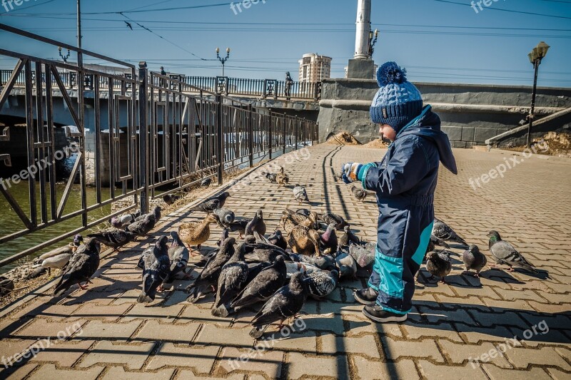 Pigeons Boy Baby Small Child Stroll