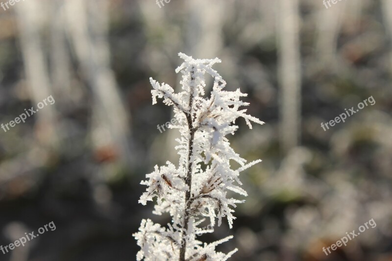 Frost Blue Winter Cold Hoarfrost