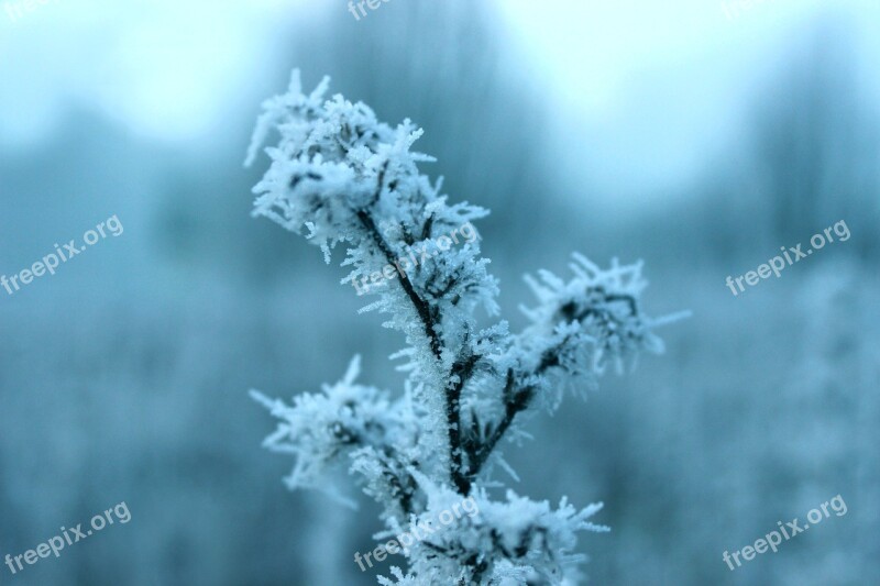 Frost Blue Winter Cold Hoarfrost