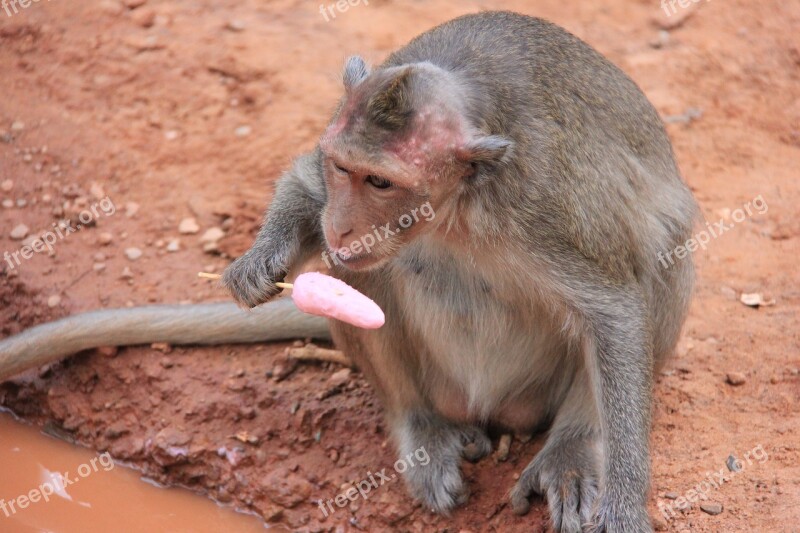 Monkey Tourism Ice Cream Lick Animal