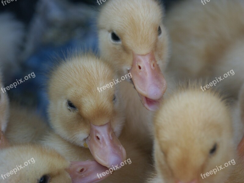 Duck Ducklings Childhood Form Of Life Up To The Year Free Photos