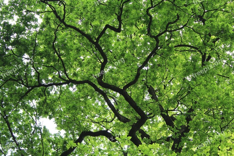 Nature Tree Green Leaves Feather