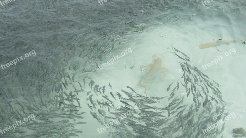 School Fish Underwater Tropical Water