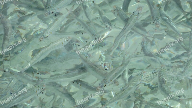 School Fish Underwater Tropical Water