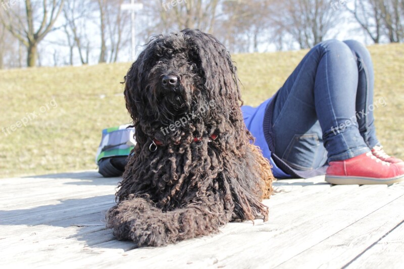 Dog Vigilant Attention Pet Animal