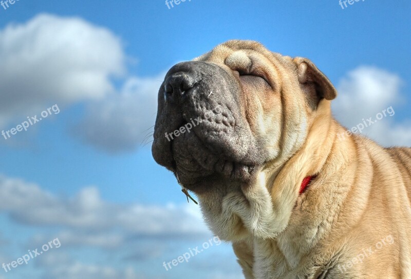 Dog Sharpei Animal Sky Eyes Closed