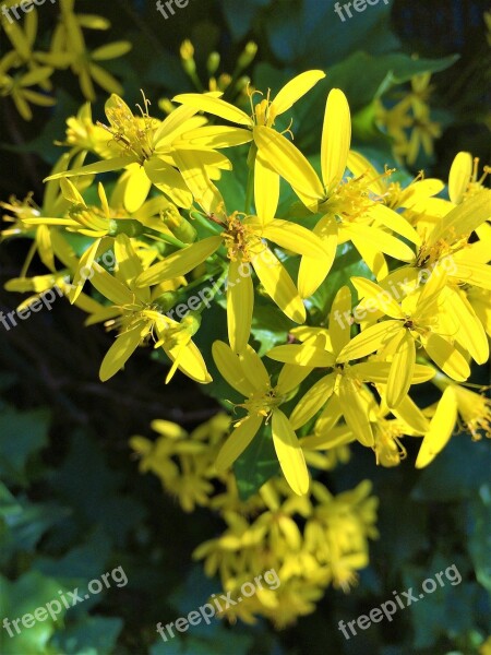 Yellow Flowers Floret Autumn Yokosuka