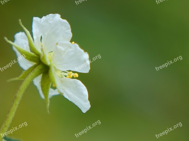 South America Holiday 櫻 Peach The Wild Fruit Tree Small White Flowers Free Photos