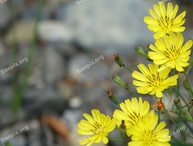 Knife Heel Grass Compositae Herb Chicory Yellow