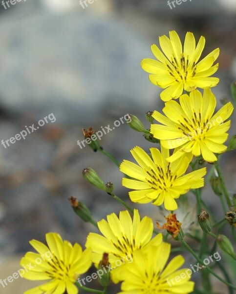 Knife Heel Grass Compositae Herb Chicory Yellow