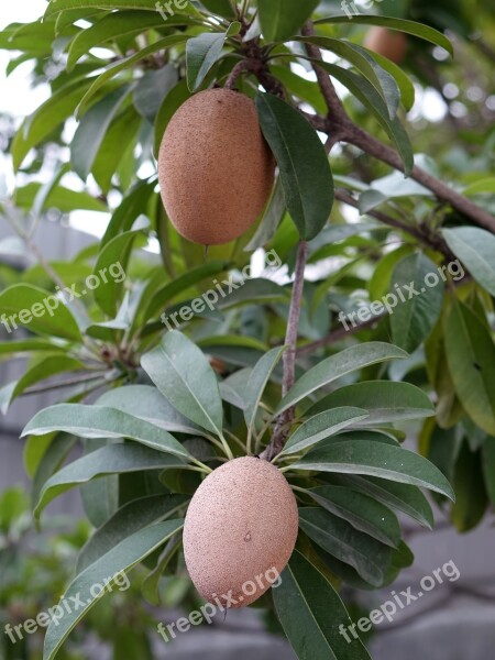 Manilkara Zapota Renxinguo Chi Iron Fruit Fruit Free Photos