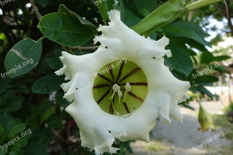 Gold Cup Flower Trumpet As Award Cups Positive Free Photos