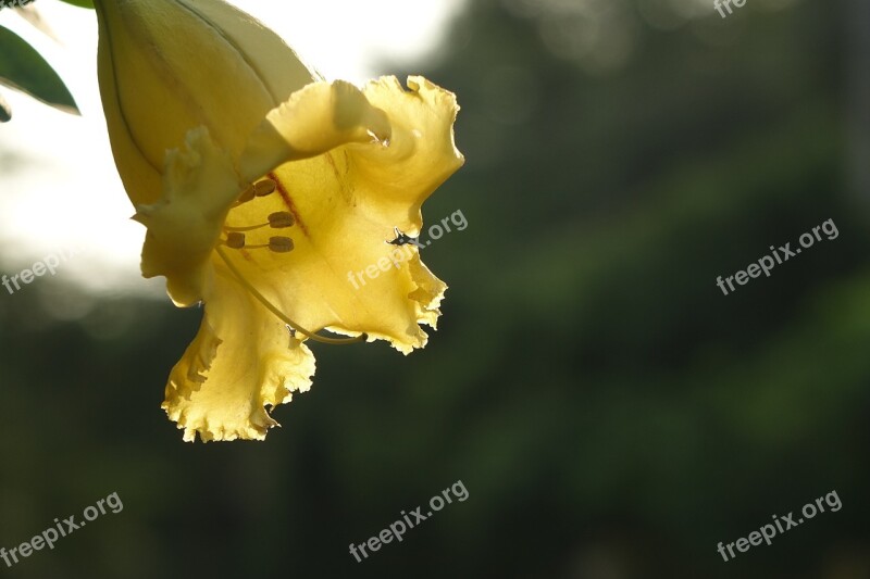 Gold Cup Flower Trumpet As Award Cups Free Photos