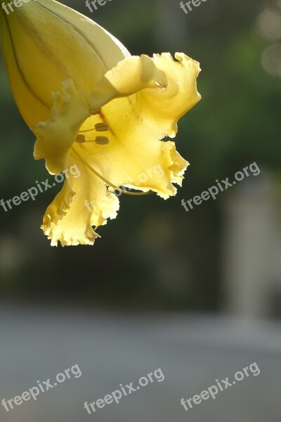 Gold Cup Flower Trumpet As Award Cups Free Photos