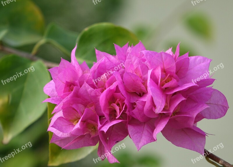 Flower Bougainvillea The Flowers Open In The Summer Red Free Photos