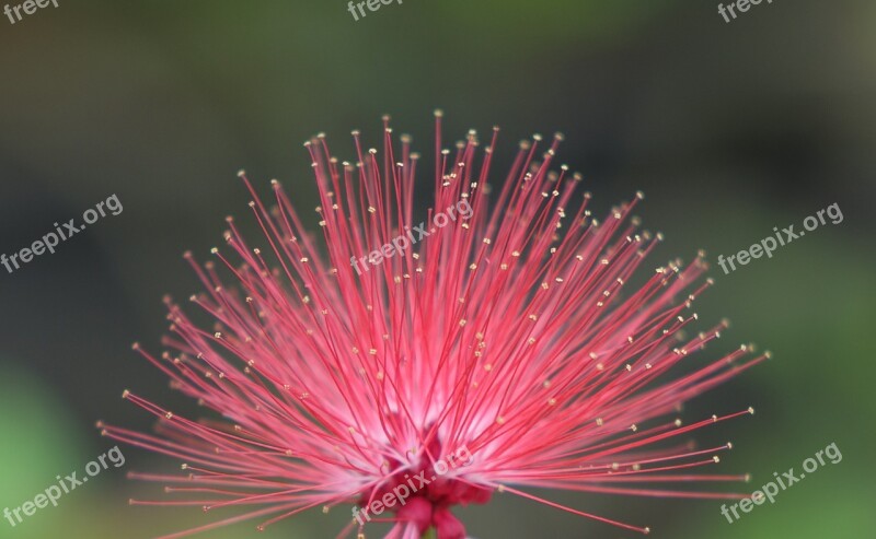 Flower Poof Red Fluffy Hairy