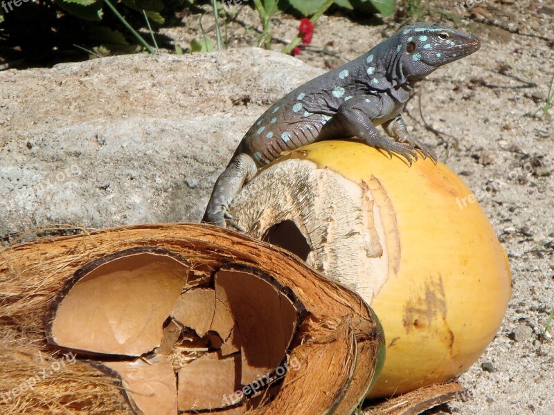 Lizard Renhagedis Bonaire Netherlands Antilles Reptile