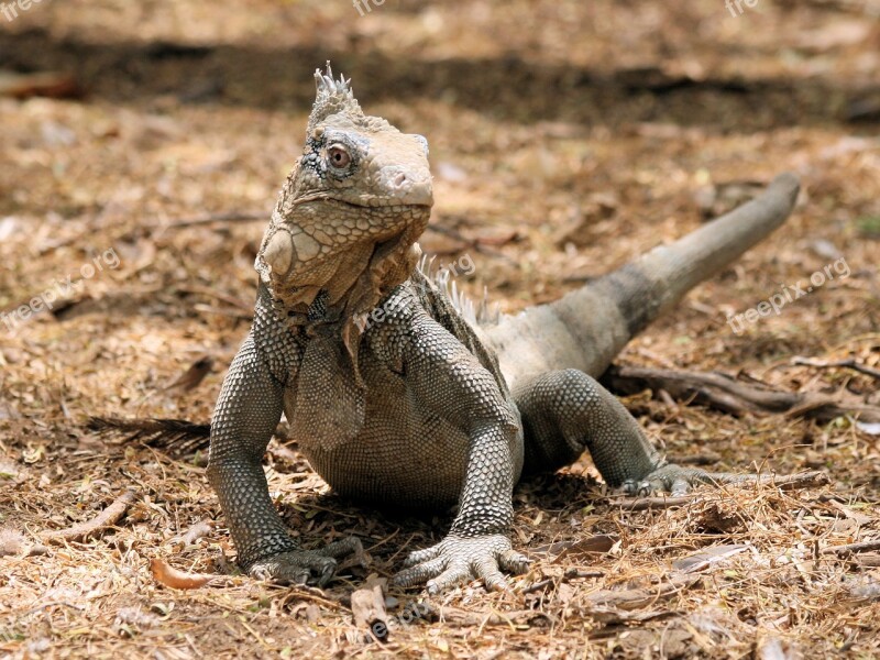 Iguana Reptile Bonaire Nature Beast