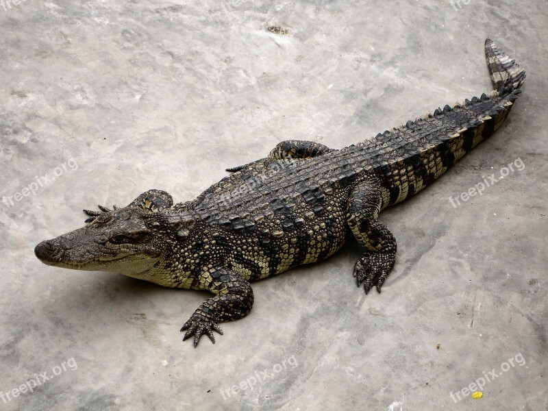 Alligator Reptile Dangerous Predator Crocodile