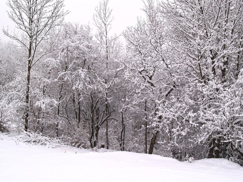 Wintry Winter Snow Winer Forest