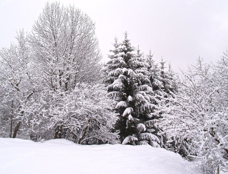 Winter Wintry Snow Winer Forest