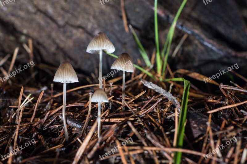 Mushrooms Grass Color Autumn Brown