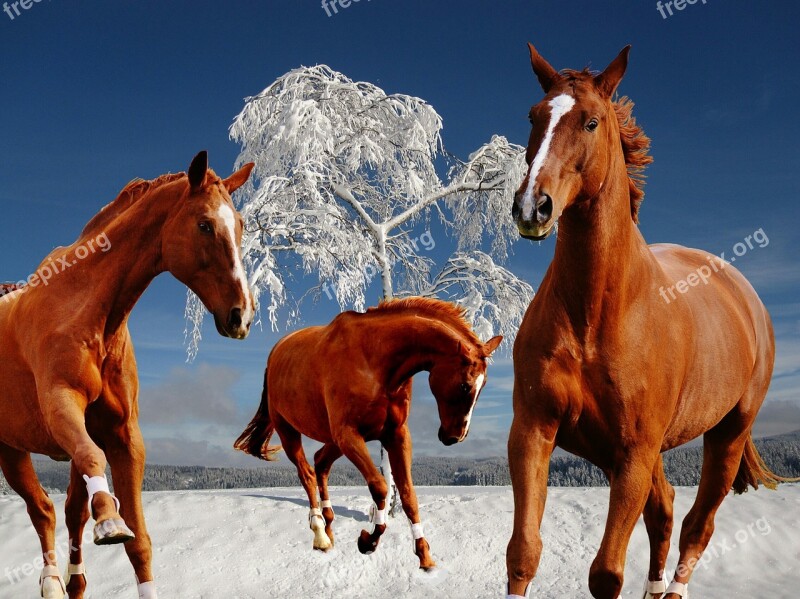 Horses Coupling Winter Snow Play