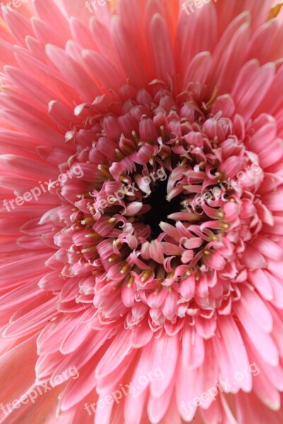 Gerbera Flower Pink Leaves Macro