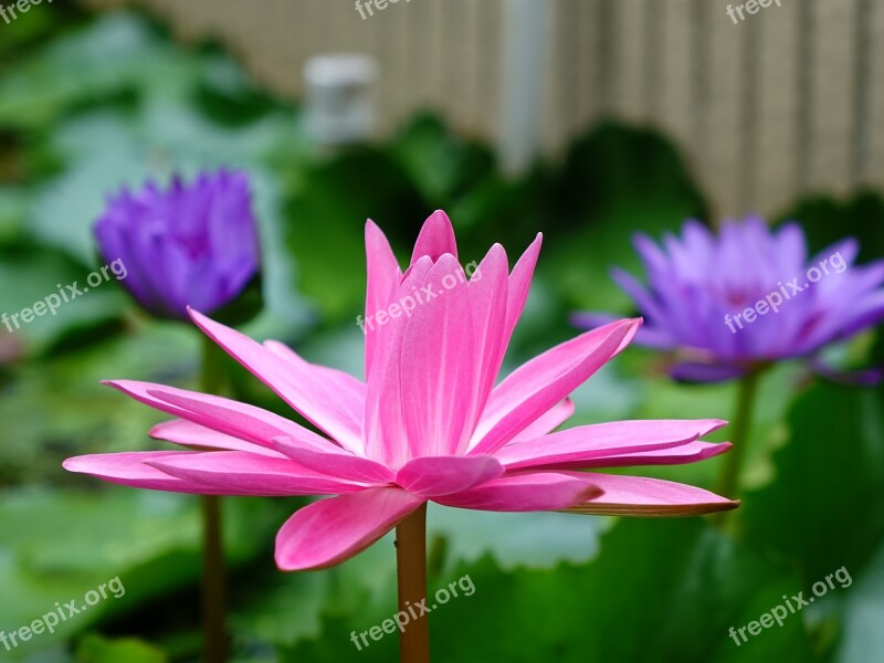 Lotus 蓮 Bi-flowers Red The Flowers Open In The Evening Pond