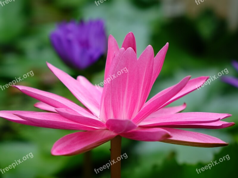 蓮 Bi-flowers Red The Flowers Open In The Evening Lotus Pond