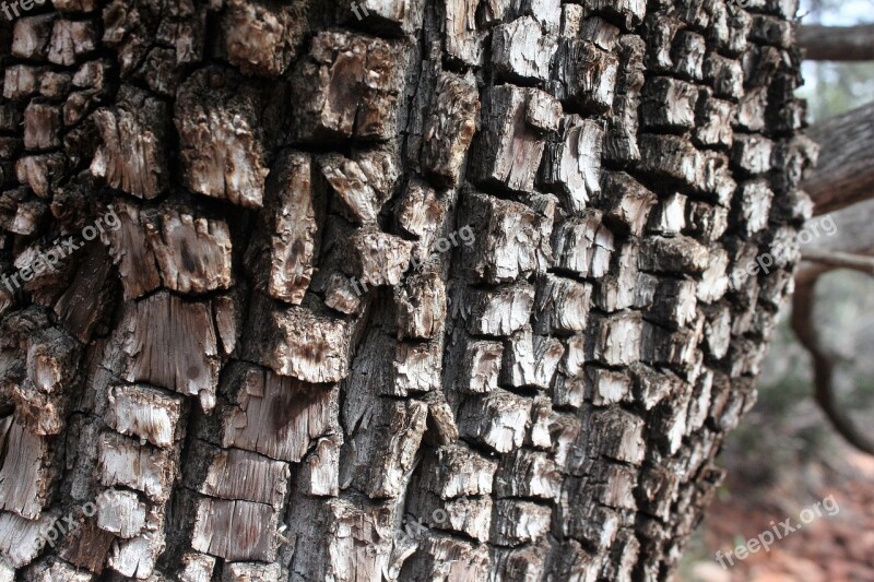 Alligator Juniper Tree Juniper Photo Photography